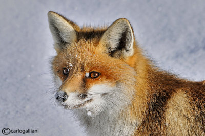 Volpe-Red Fox  (Vulpes vulpes)