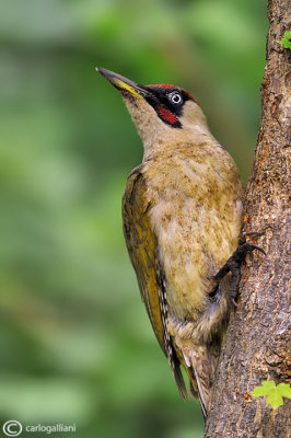 Picchio verde-Green Woodpecker (Picus viridis) 