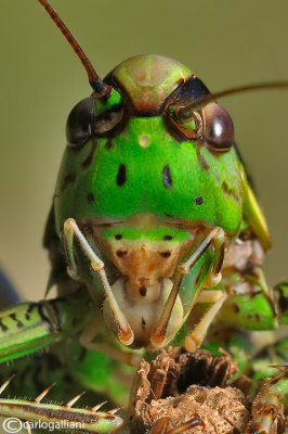 Eupholidoptera chabrieri