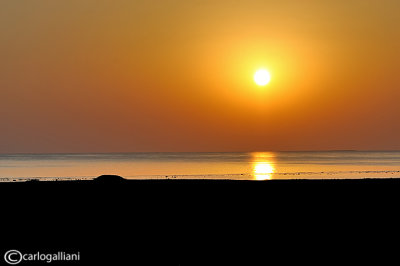 Mare