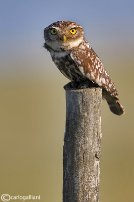 Civetta-Little Owl  (Athene noctua)