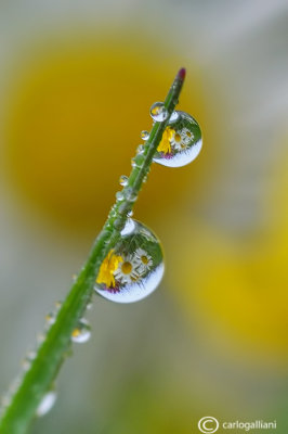 Drops