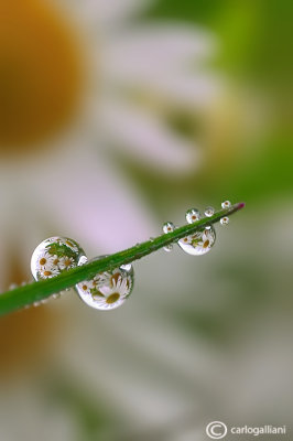 Drops