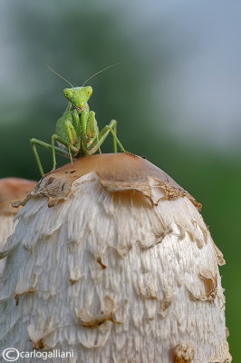 European Dwarf Mantis - Ameles spallanzania