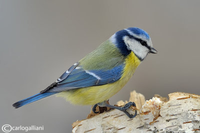 Cinciarella-Blue Tit(Cyanistes caeruleus)