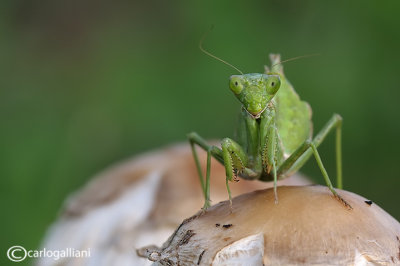 European Dwarf Mantis - Ameles spallanzania