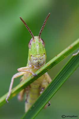 Chortippus sp.