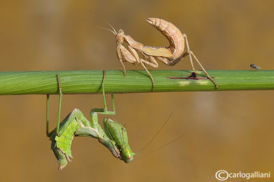 European Dwarf Mantis - Ameles spallanzania  - Mating
