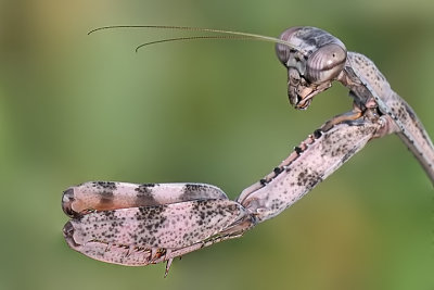 Parasphendale affinis - Etiopia e Kenya