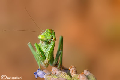 European Dwarf Mantis - Ameles spallanzania