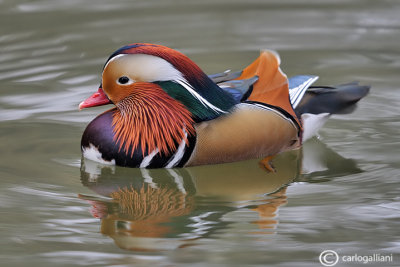 Anatra mandarina-Mandarin Duck (Aix galericulata) 