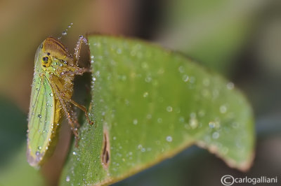 Cicadella viridis