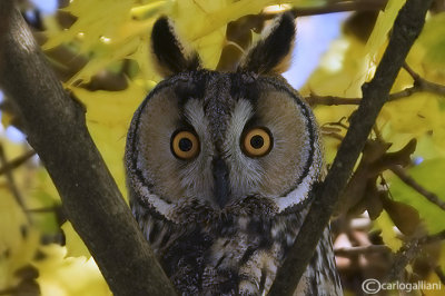 Gufo comune-Long-eared Owl (Asio otus)