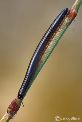 Millepiedi - Millipede - Pachyiulus communis