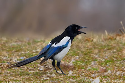 Gazza -Eurasian Magpie (Pica pica)