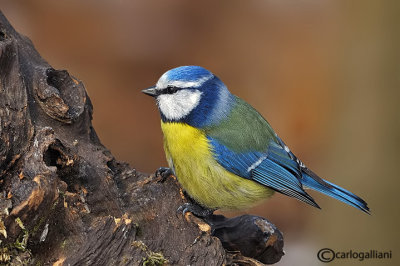 Cinciarella-Blue Tit(Cyanistes caeruleus)