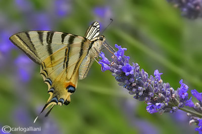 Iphiclides podalirius