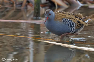 Porciglione - Water Rail (Rallus aquaticus) 