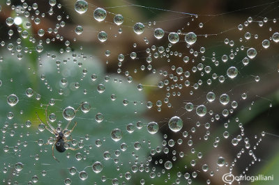 Spider's web and drops