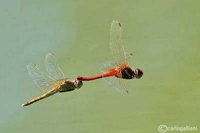 Sympetrum fonscolombei