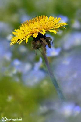 Tarassaco - Dandelion