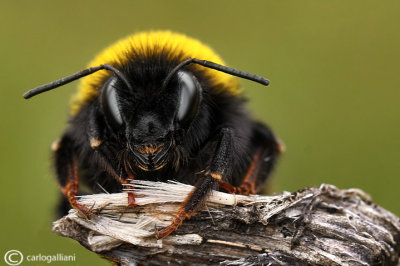 Bombus terrestris