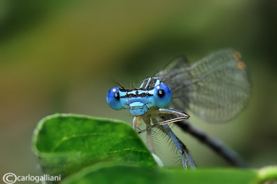 Platycnemis pennipes