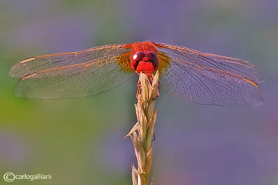 Crocothemis erythraea