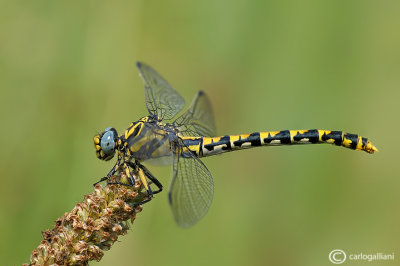 Onycogomphus uncatus