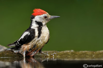 Picchio rosso mezzano - Middle Spotted Woodpecker (Dendrocopos medius) 