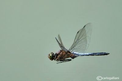 Orthetrum cancellatum