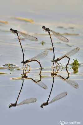 Platycpennis pennipes