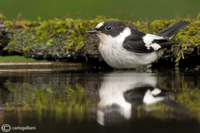 Balia dal collare - Collared Flycatcher ( Ficedula albicollis 