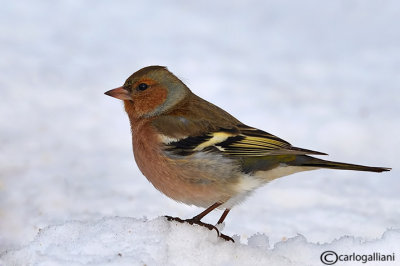 Fringuello- Chaffinch (Fringilla coelebs)