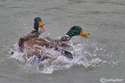 Germano reale-Mallard (Anas platyrhynchos)