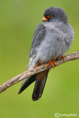 Falco cuculo- Red-footed Falcon (Falco vespertinus)