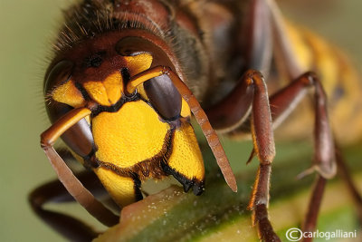 Calabrone - Hornet (Vespa crabro)