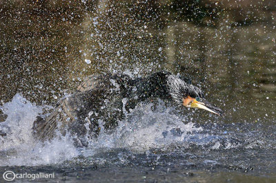 Cormorano - Cormorant  (Phalacrocorax carbo)