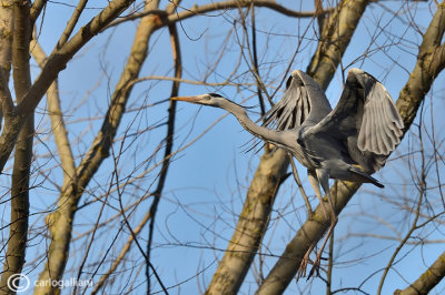 Airone cenerino-Grey Heron  (Ardea cinerea)