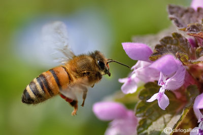 Apis mellifera