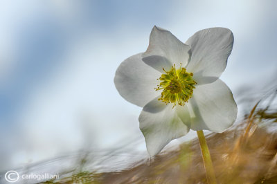 Helleborus niger