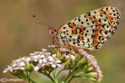 Melitaea didyma