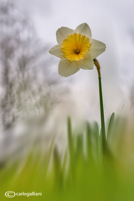 Narcisus pseudonarcisus 