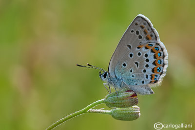 Plebejus argus