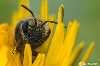 Halictus sp.