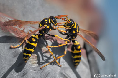 Polistes dominilus