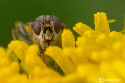 Scatophaga stercoraria