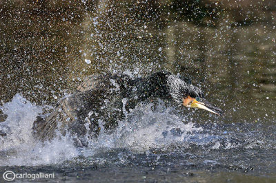 Cormorano- Great Cormorant (Phalacrocorax carbo)