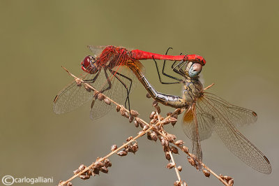 Sympetrum fonscolombi