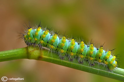 Saturnia pavoniella